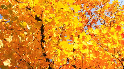 가을 하늘과 단풍