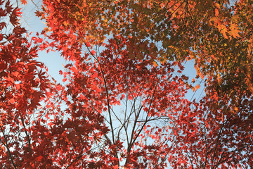 가을 하늘과 단풍