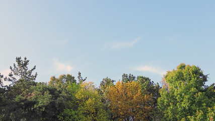 Obraz premium 가을 하늘과 단풍