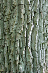 Rough exture of tree bark, wooden surface