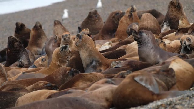 Sea Lion (Zalophus) colony relax on the coast near the town of Caleta Olivia in Argentina