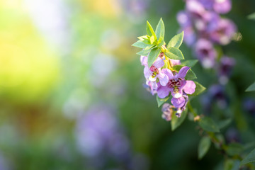 The background image of the colorful flowers