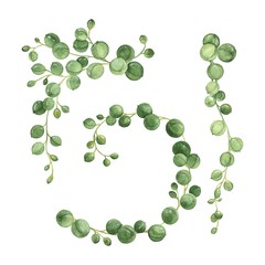 Watercolor set of succulents String of Pearls, decorative hand drawn vector illustration for your design.