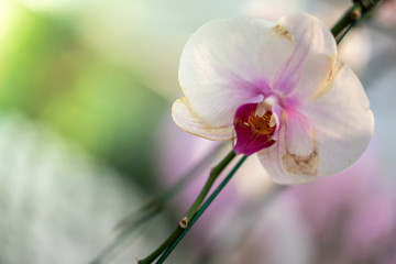 Beautiful blooming orchids in forest