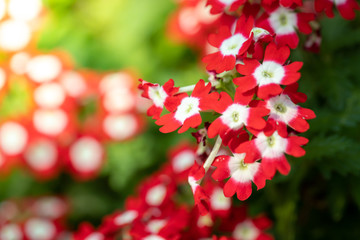 The background image of the colorful flowers