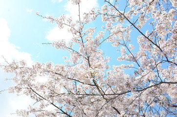 Cherry Blossoms
