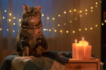 Scottish cat at home in the evening by candlelight