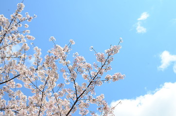 Cherry Blossoms