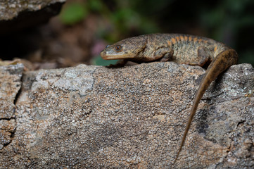 Iberian ribbed newt (Pleurodeles waltl) in its environment. Amphibians.