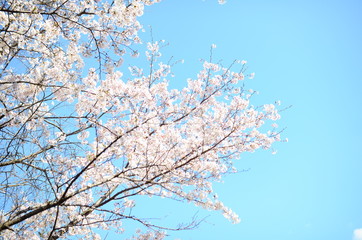 Cherry Blossoms
