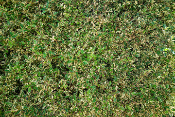 green background from leaves of a bush, phyto wall from natural bushes