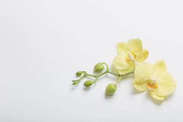 Fototapeta na wymiar yellow orchids flowers on white background
