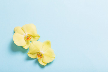 Fototapeta na wymiar yellow orchids on blue paper background