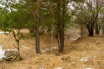 beautiful forest in early spring