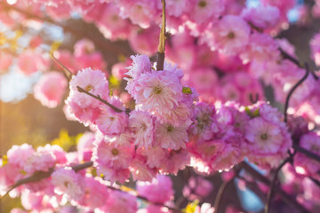 Pink sakura flower bloom in spring season. Krakow, Poland. Beautiful sweet cherry blossom soft tone texture with pastel background.