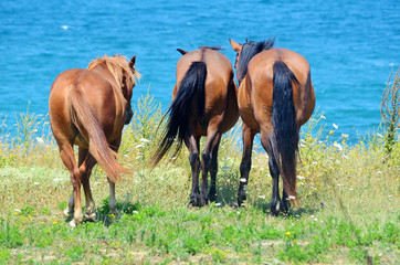 Fototapeta premium Brown Horses on a Green Meadow above the Sea 