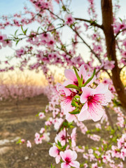 Fototapeta na wymiar Pink plum flower blossoms at sunset on Blossom Trail in Central Valley, California, with copy space