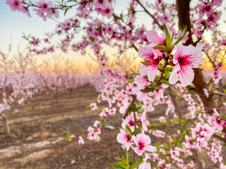 Pink plum flower blossoms at sunset on Blossom Trail in Central Valley, California, with copy space