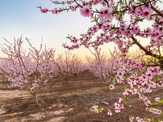 Pink plum flower blossoms at sunset on Blossom Trail in Central Valley, California, with copy space