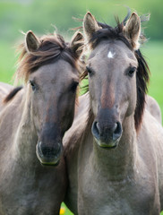 Fototapeta na wymiar Two semi-wild horses konik polski breed
