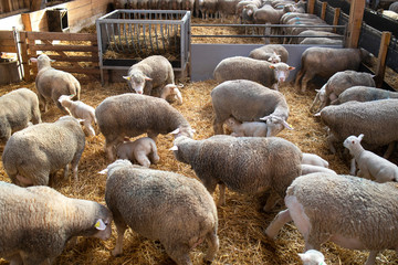 Sheep stable. Group of sheep domestic animals in barn feeding their lamb babies. Farming breeding...