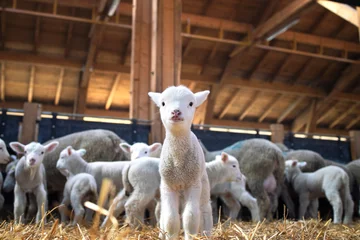 Selbstklebende Fototapeten Portrait of lovely lamb staring at the camera in cattle barn. In background flock of sheep eating food. © littlewolf1989