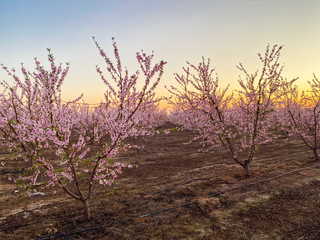 Obraz na płótnie Canvas Pink plum flower blossoms at sunset on Blossom Trail in Central Valley, California, with copy space
