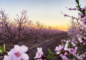 Pink plum flower blossoms at sunset on Blossom Trail in Central Valley, California, with copy space