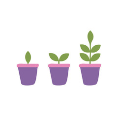 Stage growth, life cycle of a plant in pot. Vector flat style cartoon illustration isolated on white background