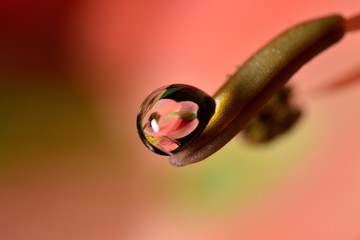 Gentle reflection in the water droplets macro photo