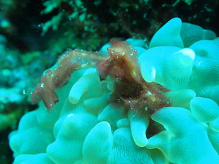 ボルネオ島のオランウータンクラブ