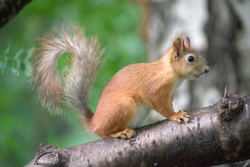 Naklejka na ściany i meble Squirrel on a tree in a city Park in summer