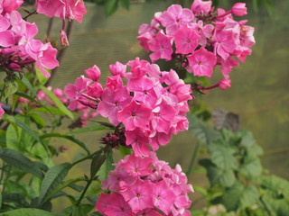 Pink flower buds of a Phlox. Floriculture.