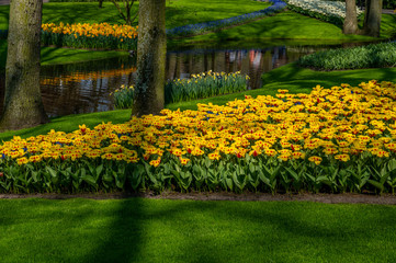 Blumen am Teich
