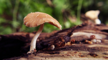 Mushroom