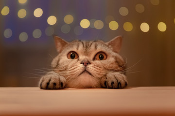 Scottish cat at home in the evening