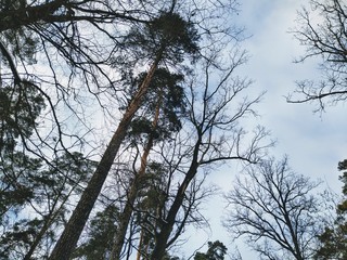 snowy winter forest in cloudy day