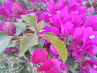 pink flowers in the garden,beautiful flower image, wallpaper image