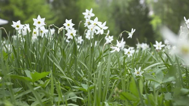 narcisus white in a meadow