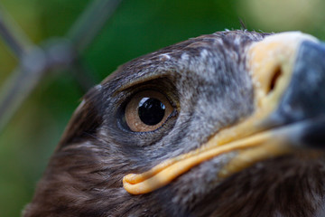 Adult golden eagle bird in a cage. Dangerous bird is a predator with a large beak behind bars....