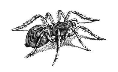 Wolfs spider (Lycosa inquilina) / Antique engraved illustration from Brockhaus Konversations-Lexikon 1908