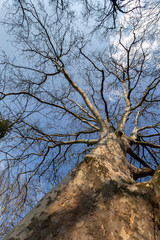 Bare plane tree trunk with branches and spring foliage.