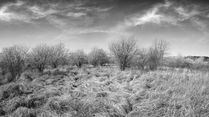 Wild, flowering bird cherry trees in the meadow. Dry grass in the foreground. Black and white