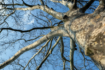 Bare plane tree trunk with branches and spring foliage.