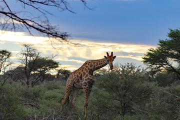 Giraffe im Sonnenuntergang