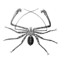 Spider / Antique engraved illustration from Brockhaus Konversations-Lexikon 1908