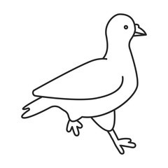 Pigeon vector icon.Outline vector icon isolated on white background pigeon.