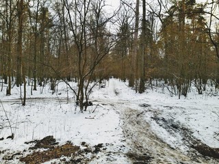 snowy winter forest in cloudy day