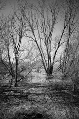 Leafless trees in wetlands. Black and white picture.