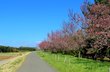 春　桜　道　風景　杤木